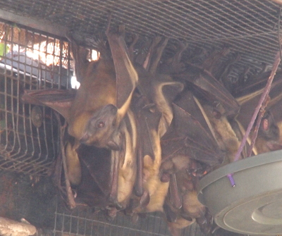 [At least a half dozen bats hang from the grating on the roof. The bats have orange-brown fur and have a body length of about one foot long.]